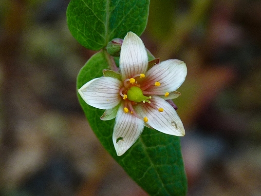 {Hypericum virginicum}